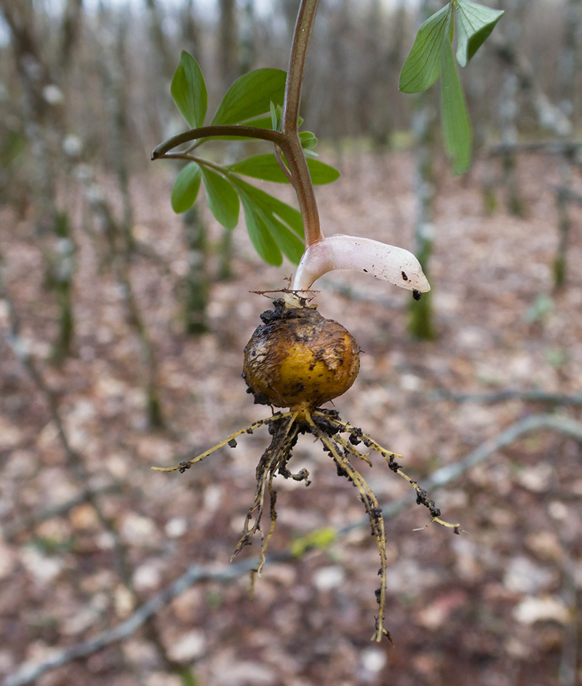 Image of Corydalis caucasica specimen.