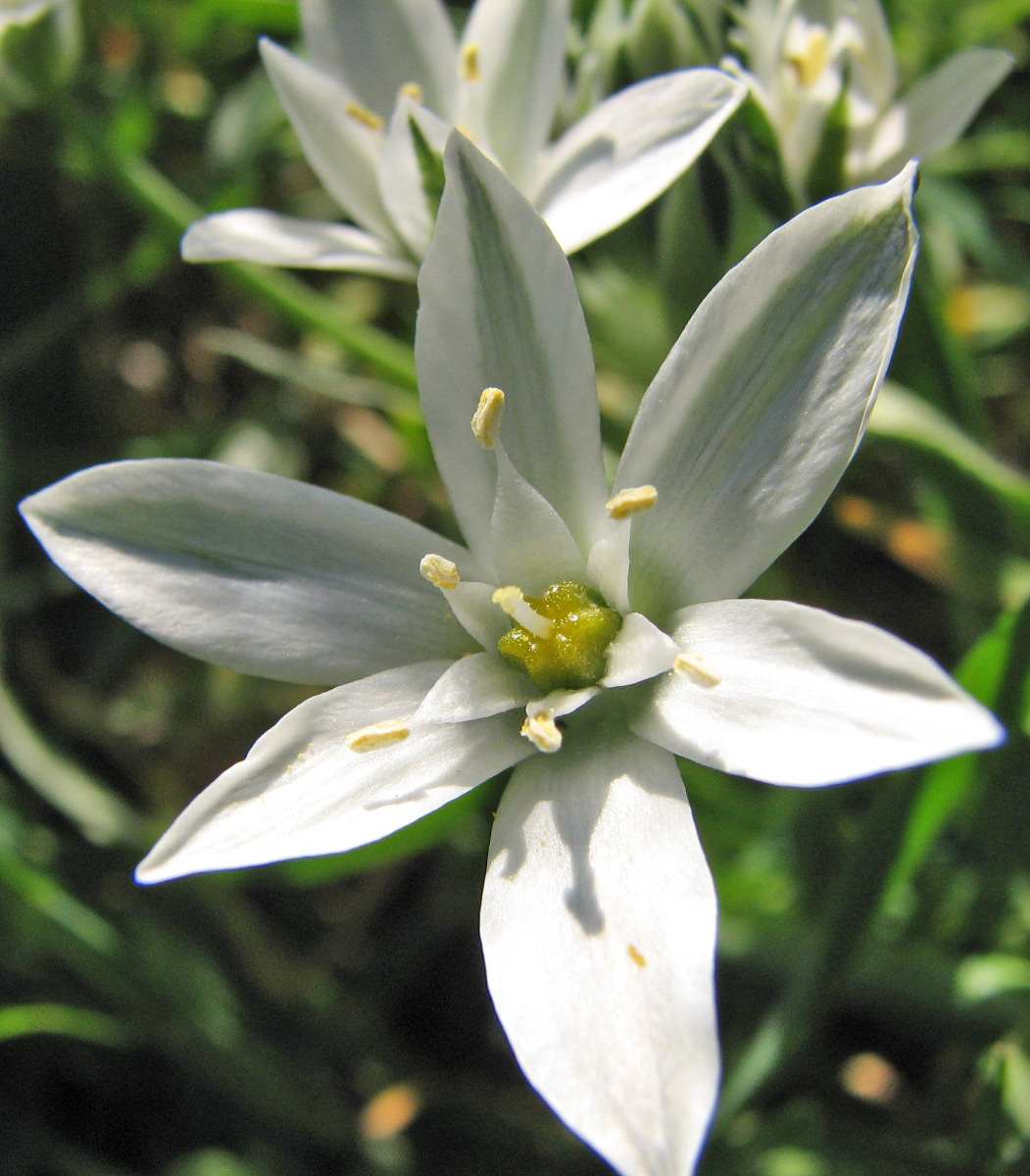 Image of Ornithogalum navaschinii specimen.