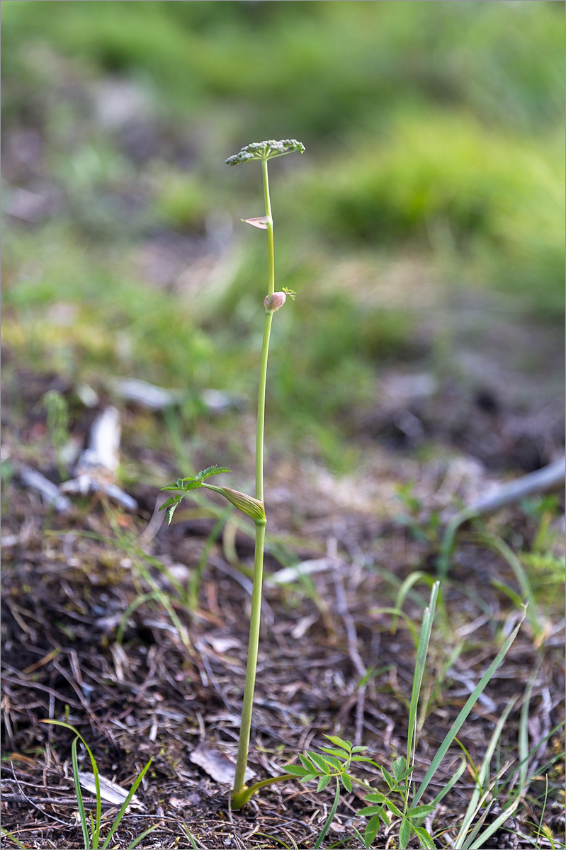 Изображение особи Angelica sylvestris.