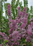 Malus × purpurea. Часть кроны цветущего дерева. Астраханская обл., Астрахань, в культуре. 25.04.2021.
