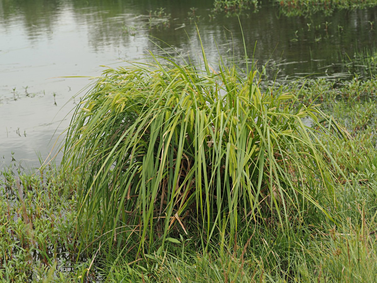 Изображение особи Carex pseudocyperus.