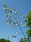 Bromopsis inermis