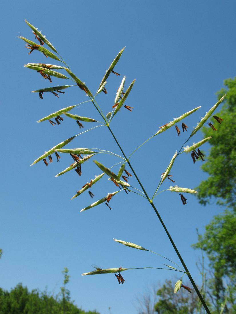 Изображение особи Bromopsis inermis.