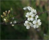 Image of taxon representative. Author is Виталий Гуменюк