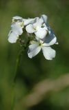 Hesperis sibirica ssp. pseudonivea