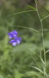 Lathyrus cyaneus