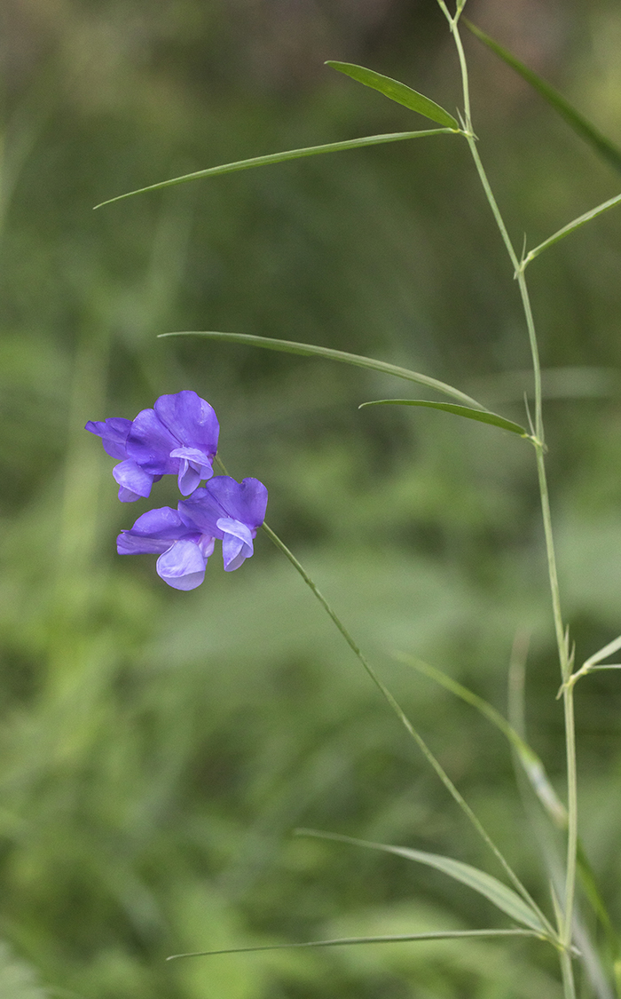 Изображение особи Lathyrus cyaneus.