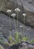 Allium denudatum. Цветущие растения. Карачаево-Черкесия, Малокарачаевский р-н, левый борт долины р. Хасаут, около 1400 м н.у.м., скальный выход. 15.07.2021.