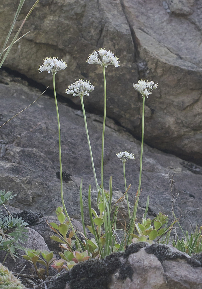 Изображение особи Allium denudatum.