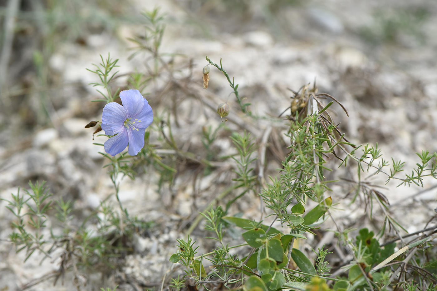 Image of Linum squamulosum specimen.