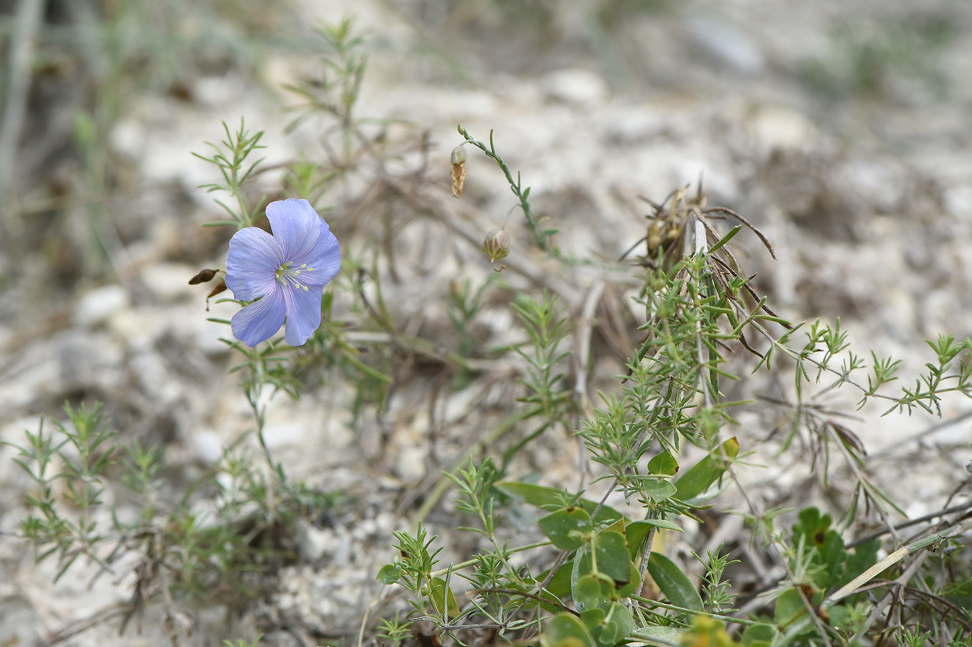 Изображение особи Linum squamulosum.