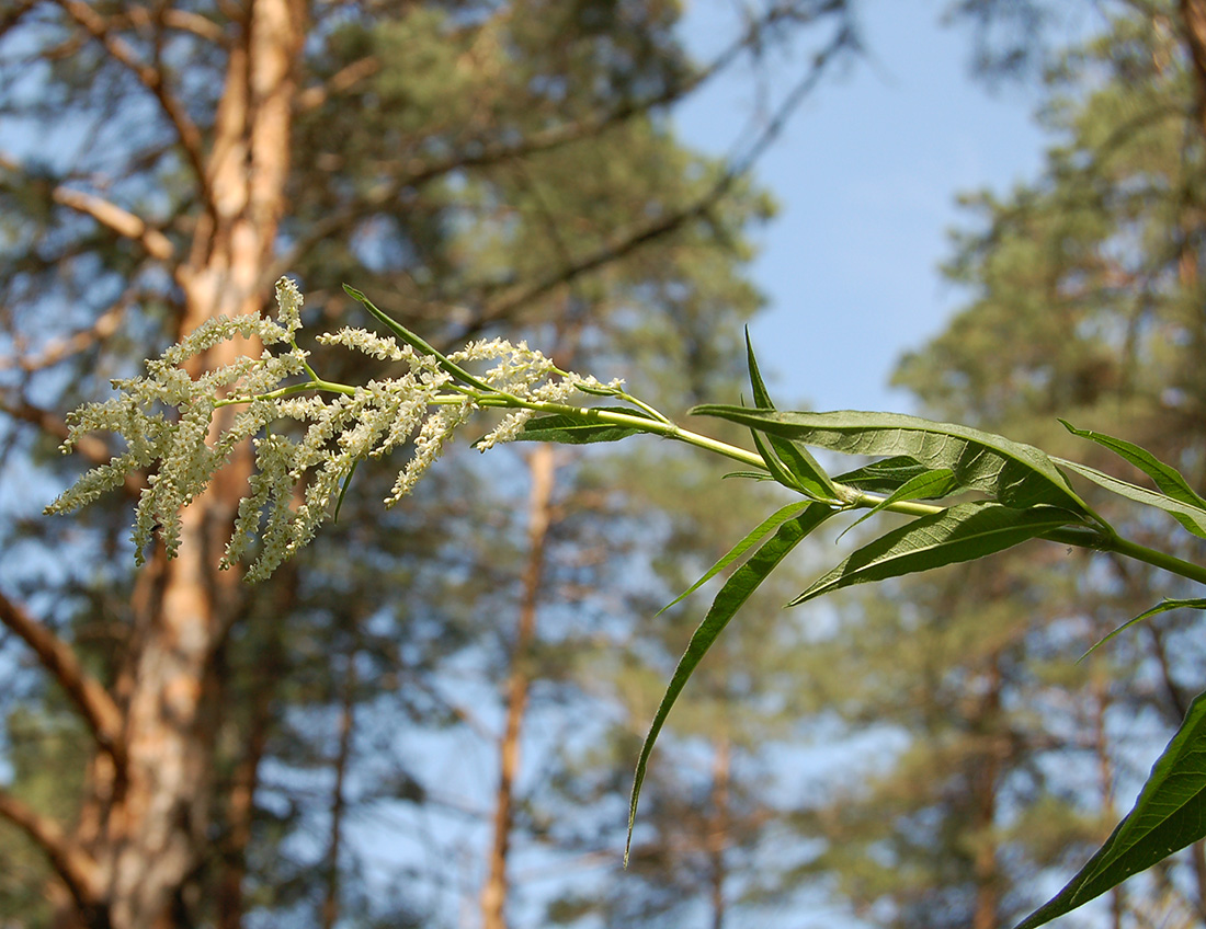 Изображение особи Aconogonon alpinum.