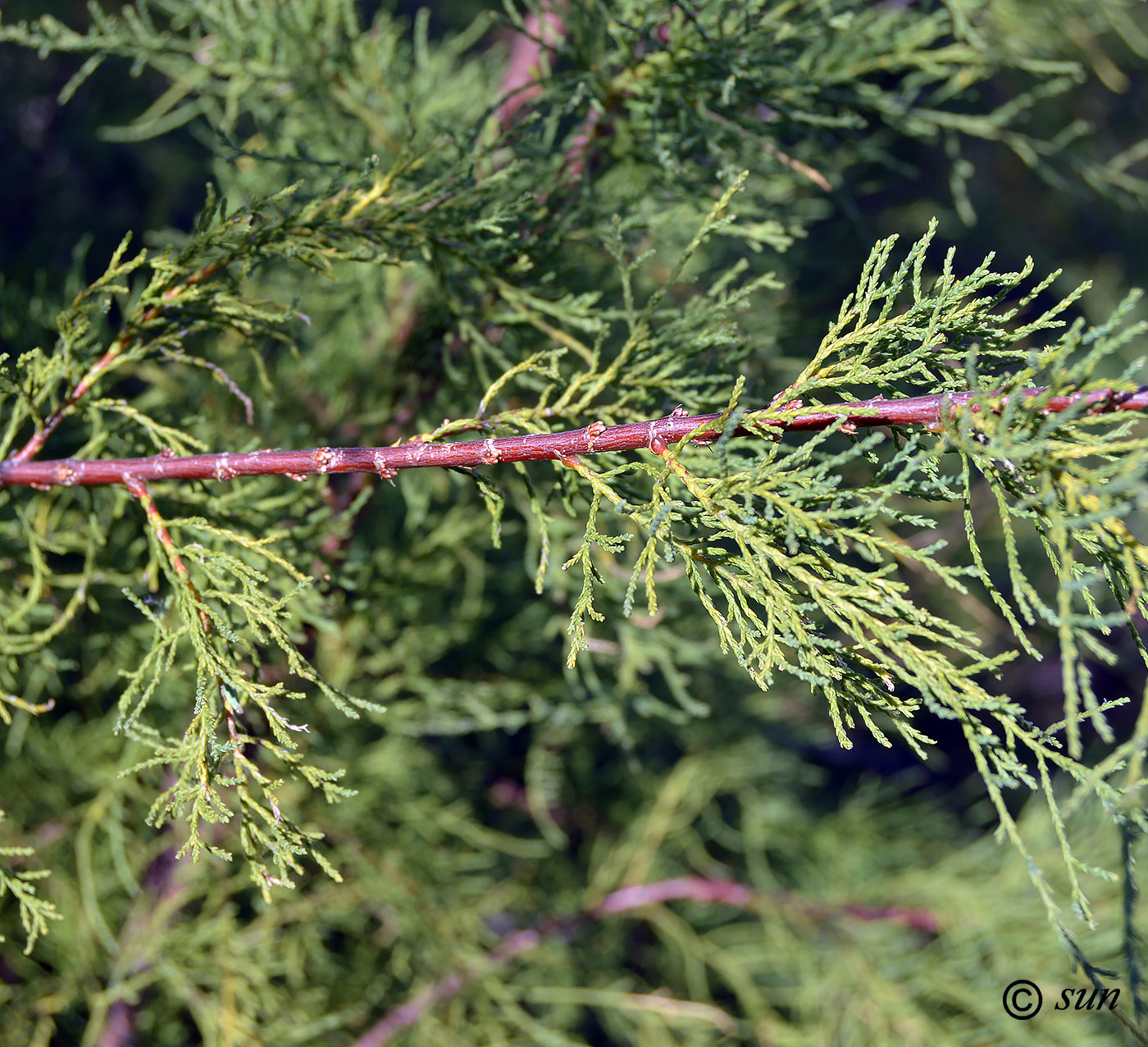 Image of Tamarix ramosissima specimen.