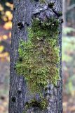 Sanionia uncinata. Вегетирующие растения совместно с Lewinskya speciosa. Санкт-Петербург, Выборгский р-н, Шуваловский парк, на коре лиственного дерева. 05.10.2021.