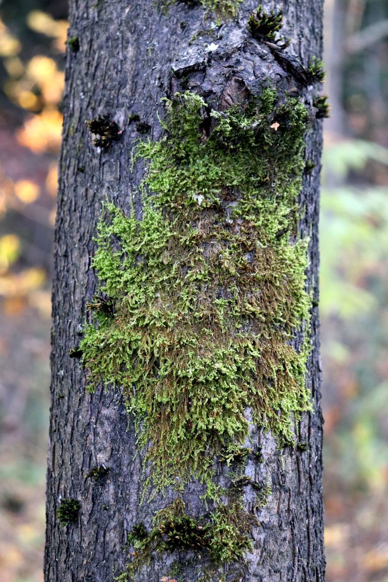 Изображение особи Sanionia uncinata.