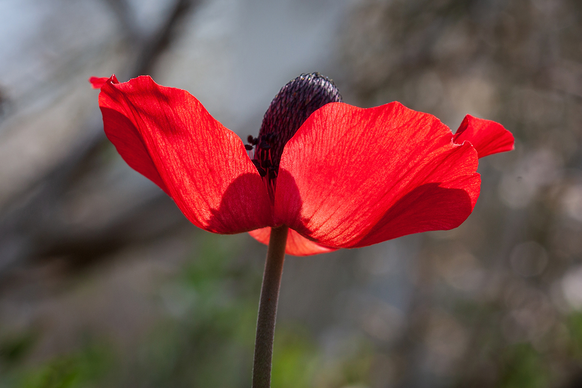 Image of Ranunculus asiaticus specimen.