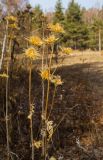 genus Serratula. Верхушка засыхающего плодоносящего растения. Республика Башкортостан, Белорецкий р-н, Абзаковский сельсовет, окр. горы Курташ, опушка негустого березняка с вкраплением одиночных Pinus. 6 ноября 2021 г.