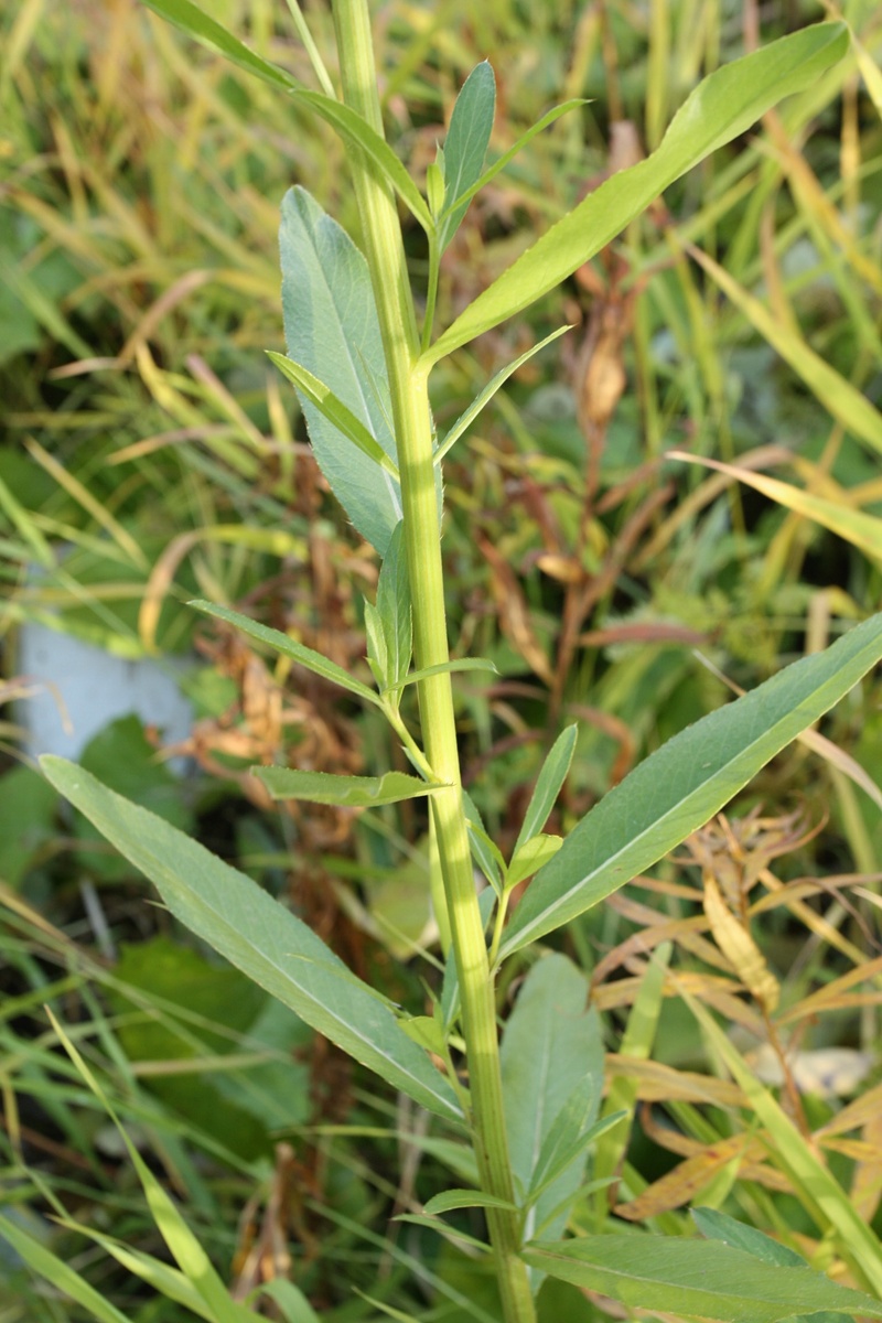 Изображение особи Cirsium setosum.