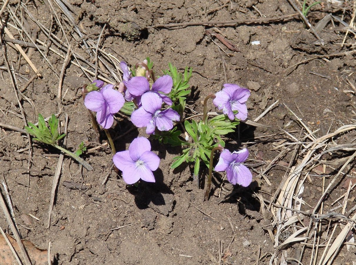 Изображение особи Viola dissecta.