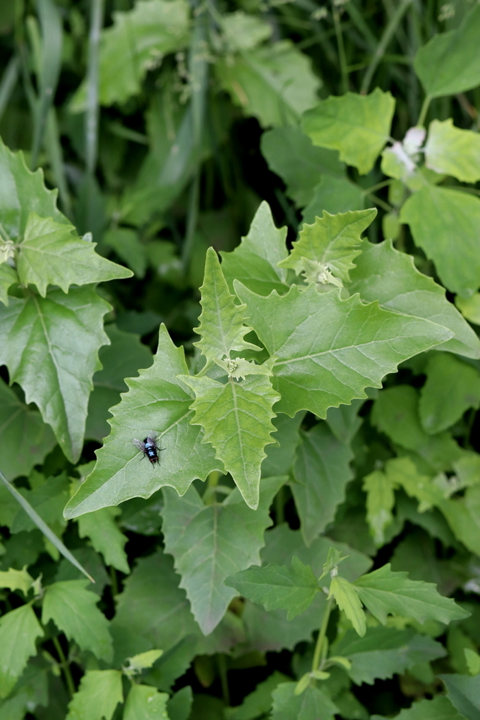 Image of Atriplex sagittata specimen.