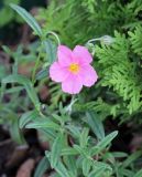 genus Helianthemum