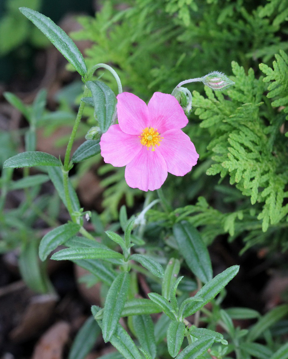 Image of genus Helianthemum specimen.