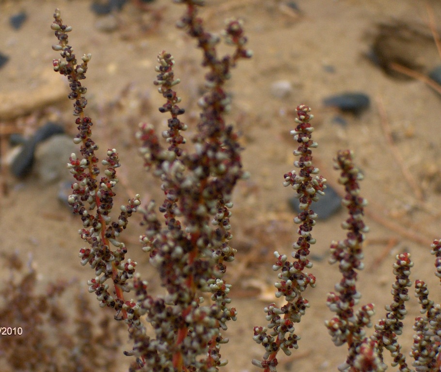 Image of Salsola foliosa specimen.