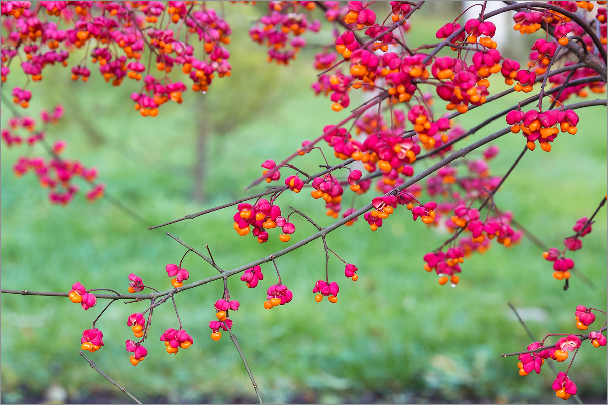 Изображение особи Euonymus europaeus.