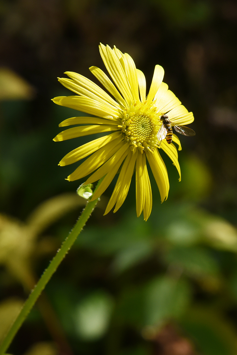 Изображение особи Doronicum turkestanicum.