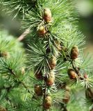 Larix sukaczewii