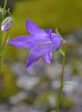 Campanula collina. Цветок. Республика Северная Осетия-Алания, Ирафский р-н, Большой Кавказ, хр. Фастагдор, левый склон Караугомского ущелья, ≈ 2180 м н.у.м., задернованная морена. 09.07.2021.