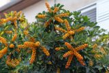 Heptapleurum arboricola