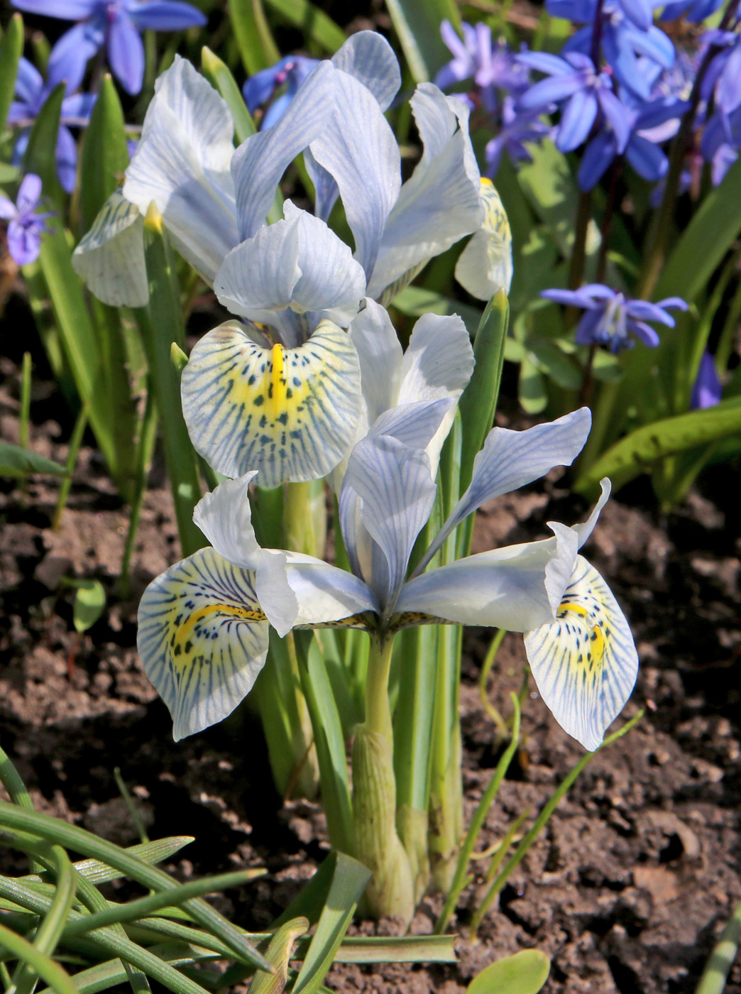 Изображение особи Iridodictyum × catharinae.