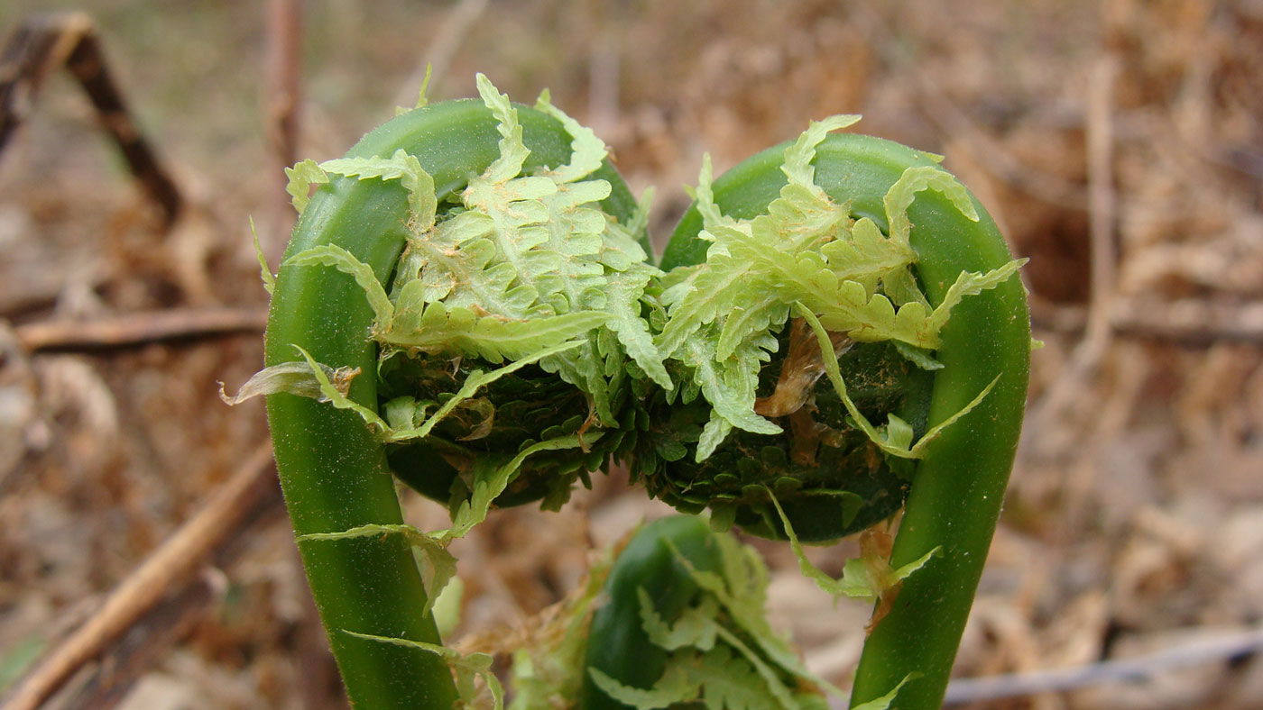 Image of Matteuccia struthiopteris specimen.