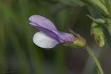 Vicia bithynica