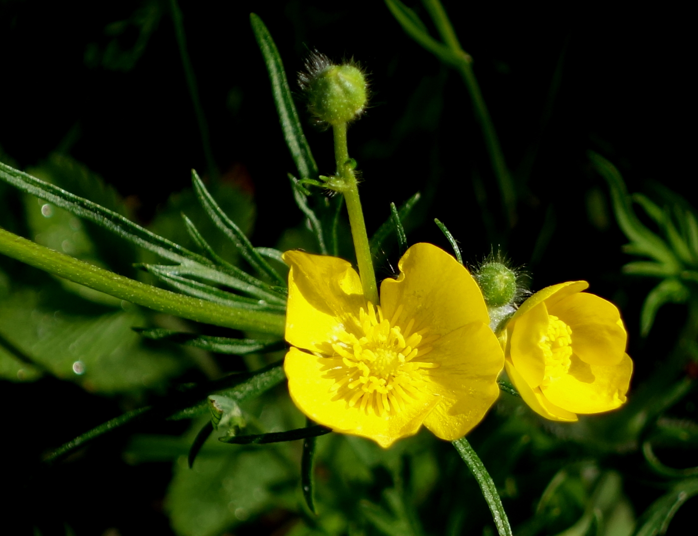 Image of Ranunculus acris specimen.