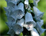 Digitalis purpurea