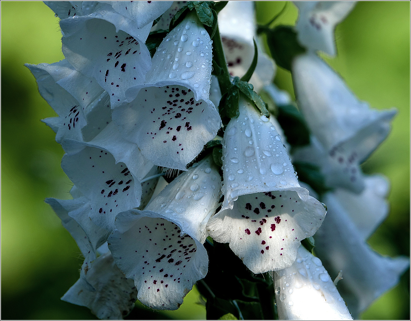 Изображение особи Digitalis purpurea.