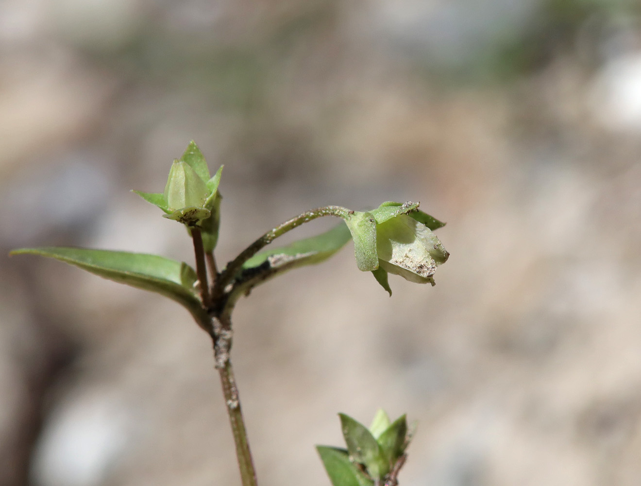 Изображение особи Anagallidium dichotomum.