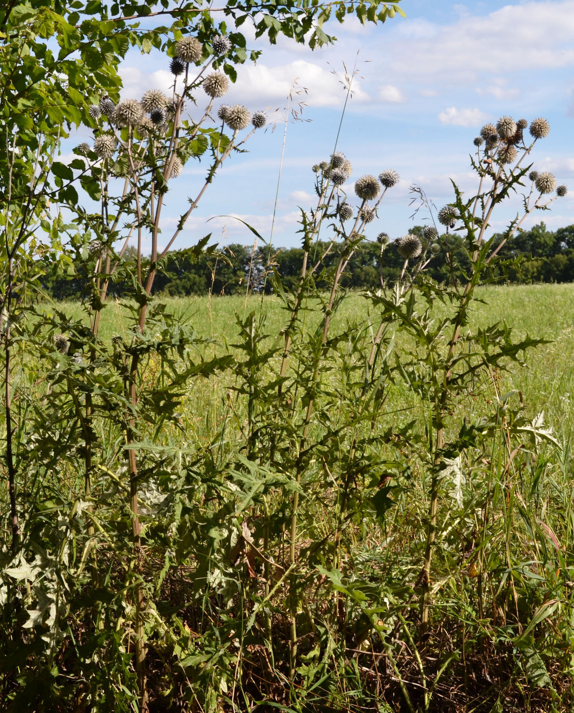 Image of Echinops sphaerocephalus specimen.