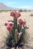 Hoodia currorii. Цветущее растение. Намибия, обл. Кунене, р-н Пурос, в 20 км на северо-запад от деревни Purros. 22.01.2010.