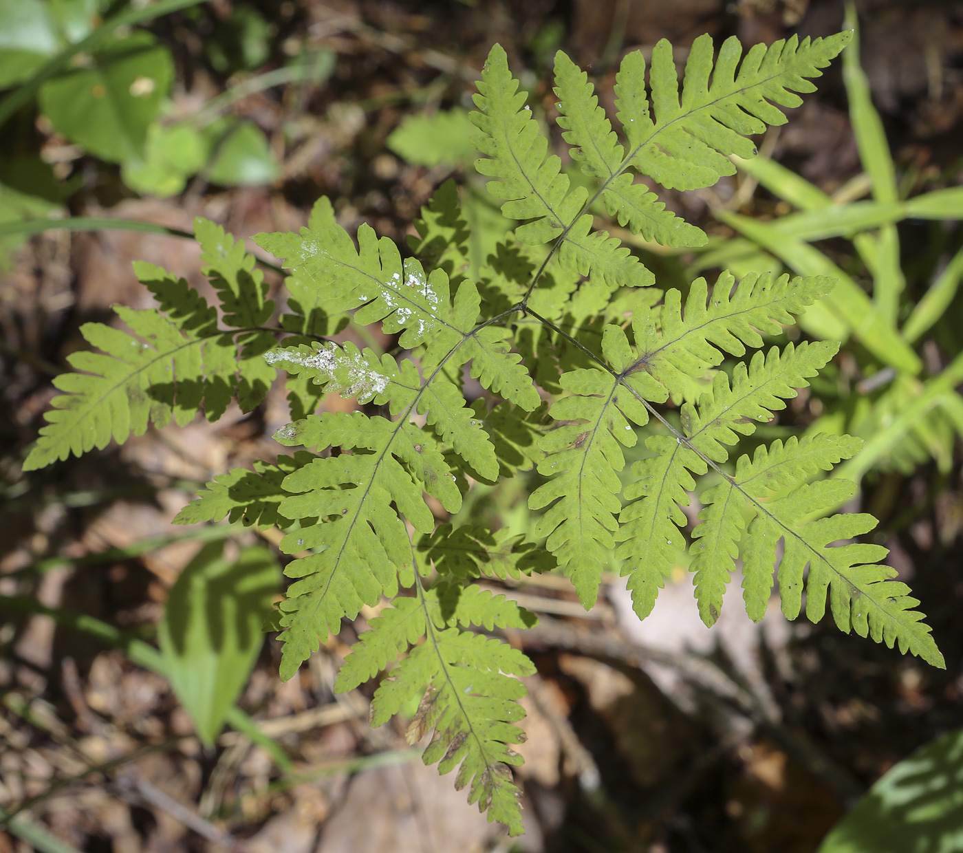Image of Gymnocarpium dryopteris specimen.