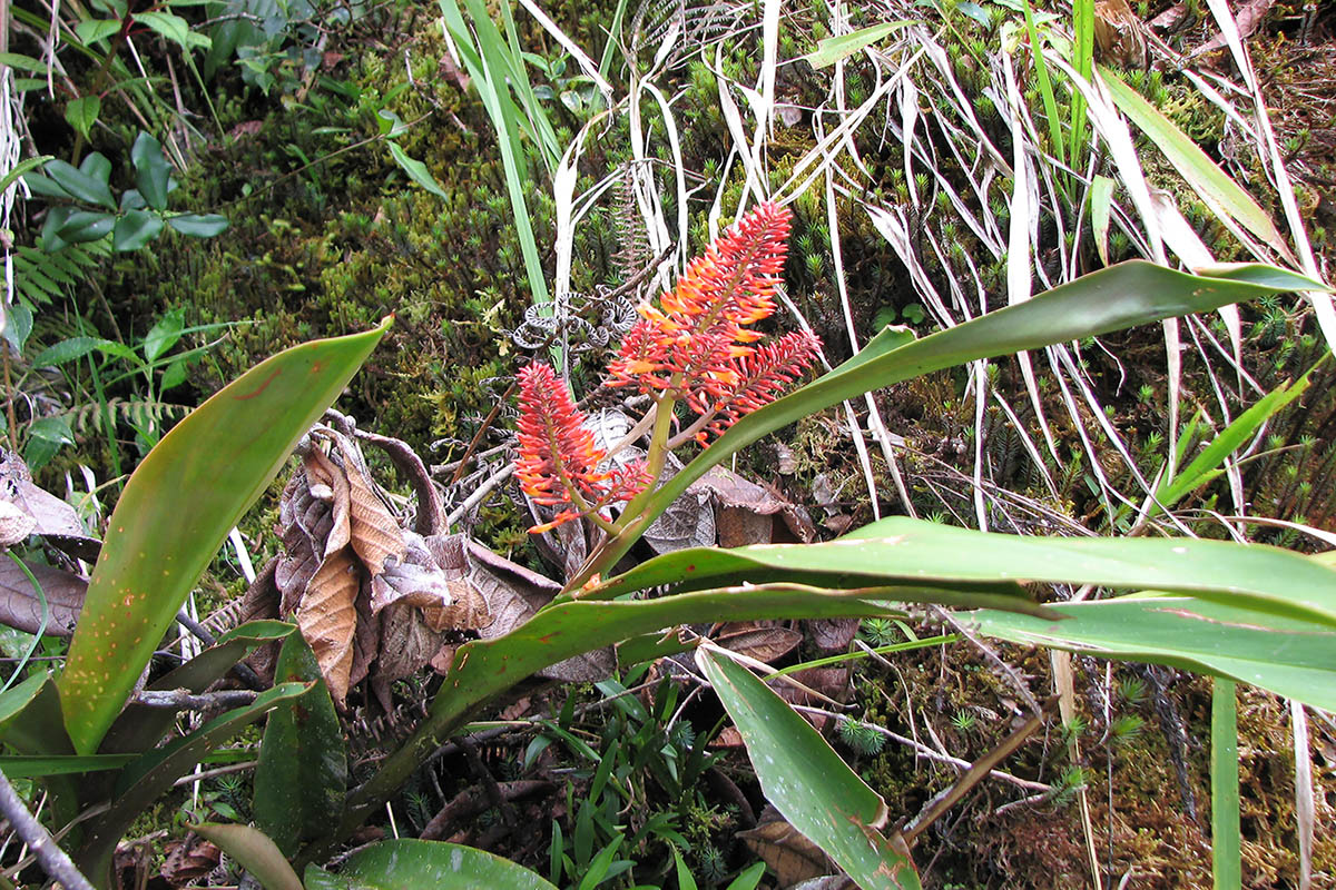 Image of genus Aechmea specimen.