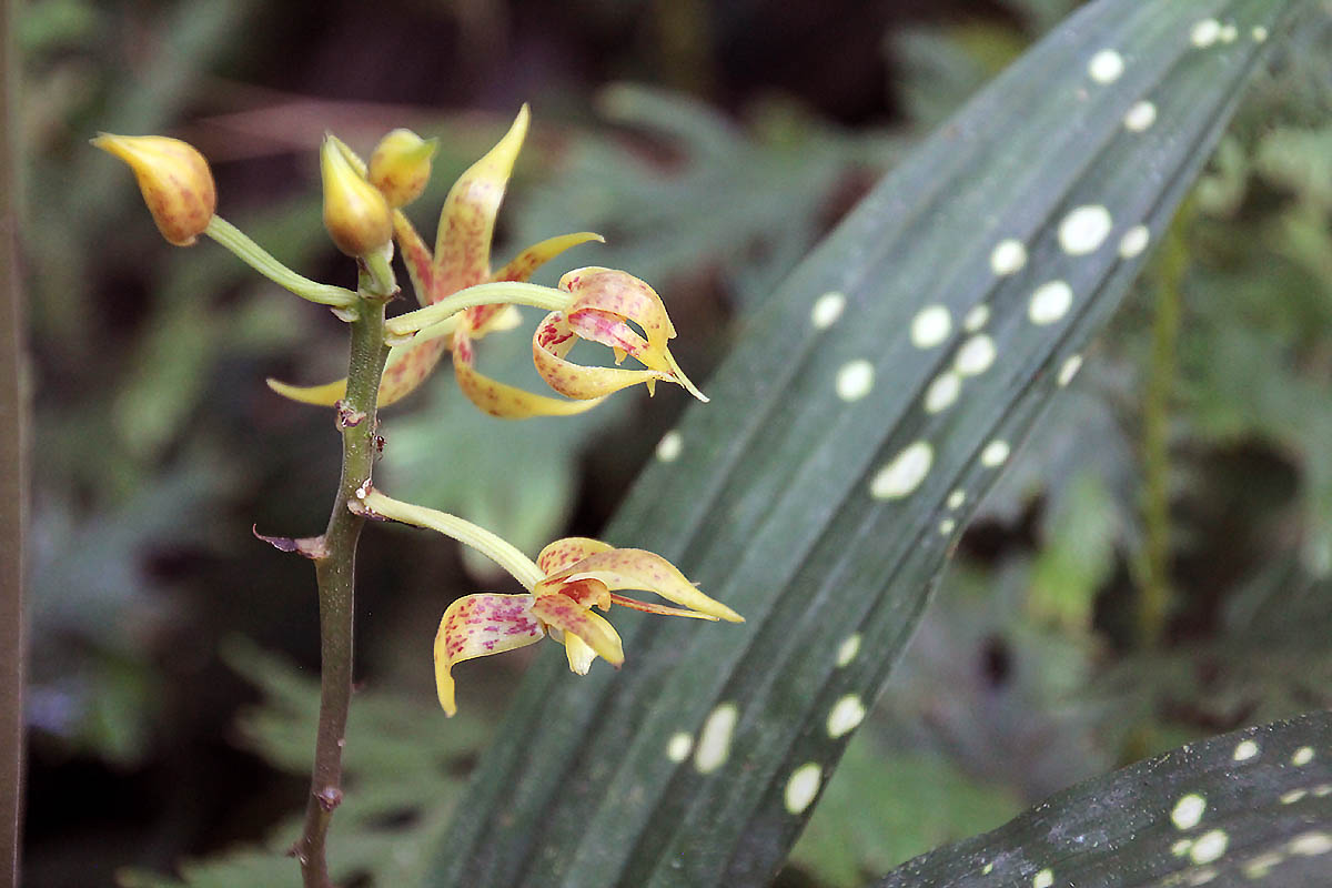 Image of Plocoglottis plicata specimen.