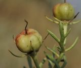 Peganum harmala. Плод и лист. Крым, Черноморский р-н, с. Межводное, песчаный берег моря. 07.08.2022.