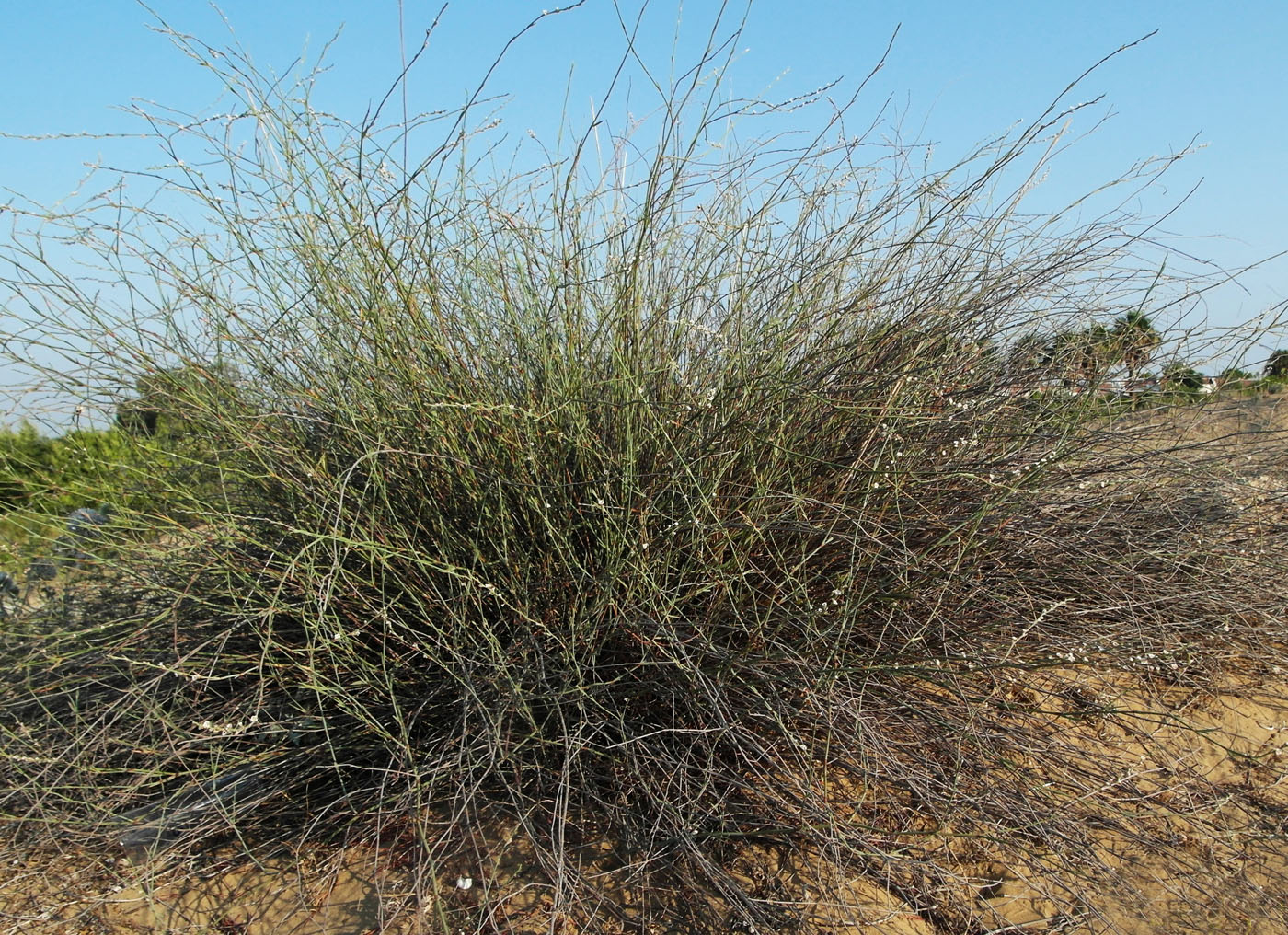 Image of Polygonum equisetiforme specimen.