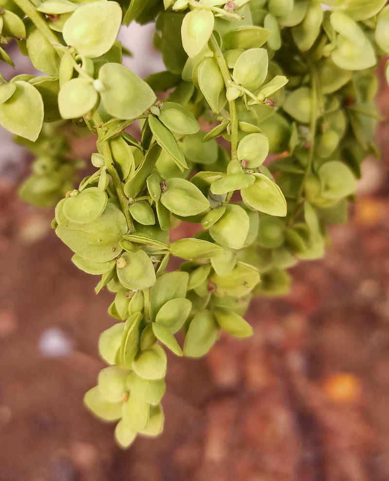 Image of Atriplex sagittata specimen.