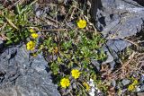 Potentilla gelida ssp. boreo-asiatica