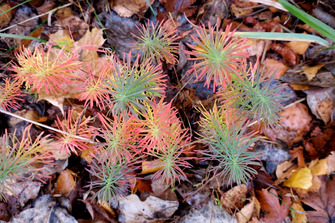 Изображение особи Euphorbia cyparissias.