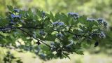 Crataegus